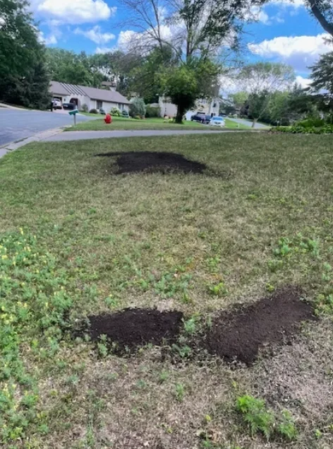 Professional Tree Trimming