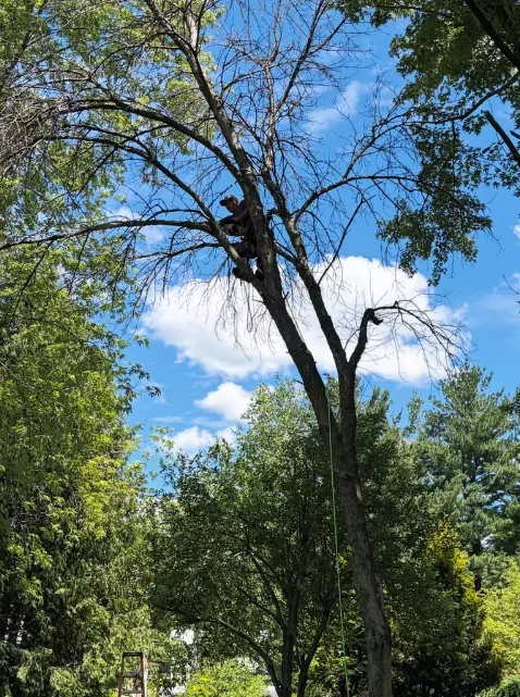 Storm Damage Cleanup