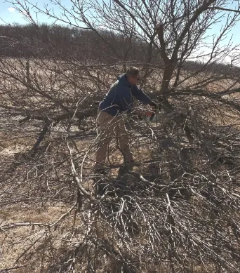Tree Removal