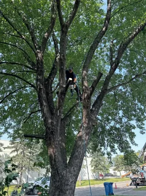 Tree Trimming